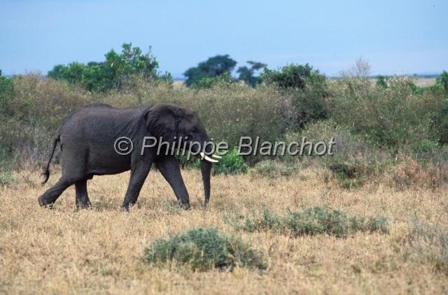 kenya 57.JPG - ElephantLoxodonta africanaRéserve de Masai MaraMasai Mara National ReserveKenya